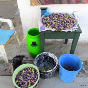 çizme zeytin