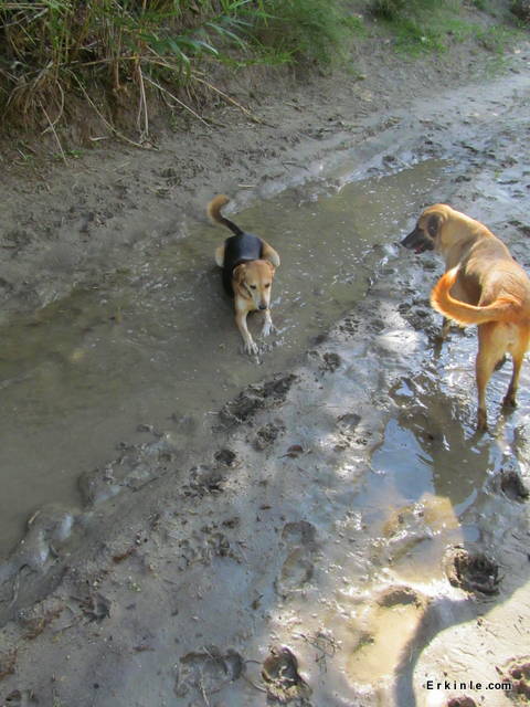 ayakları ısınan köpekler serinliyor