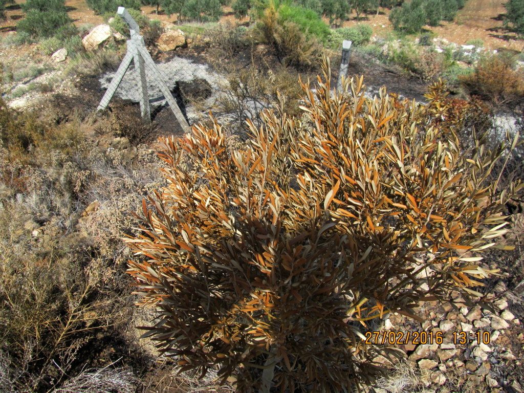 zeytin ağacı