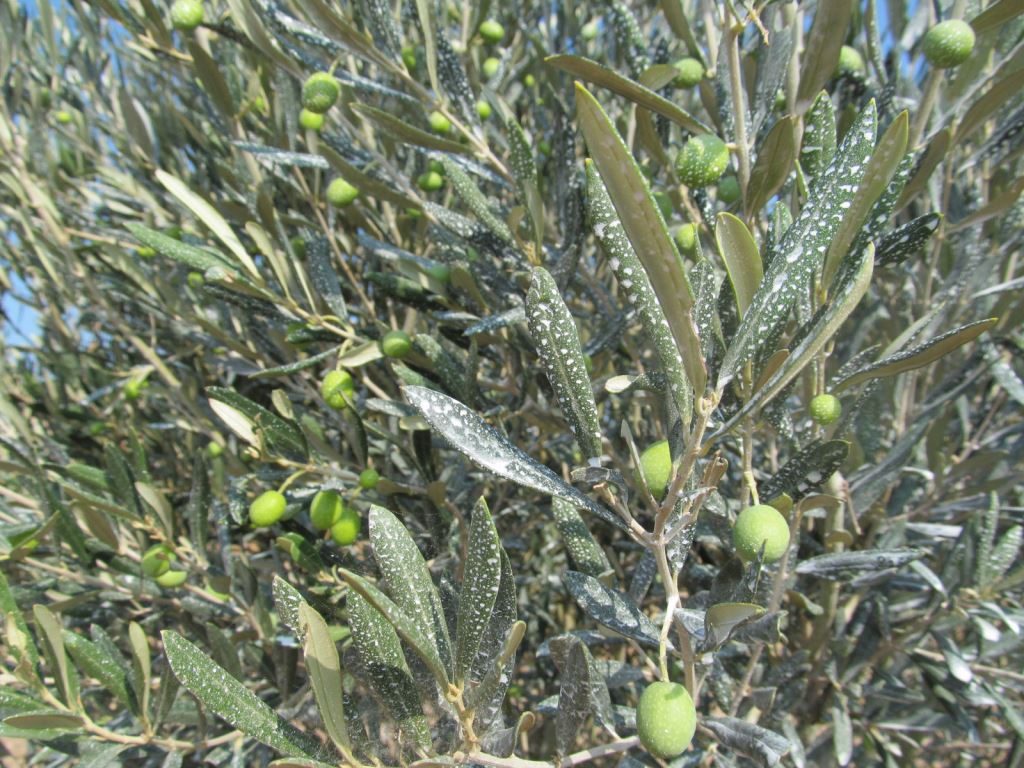 zeytin yapraklarının yakından görünüşü