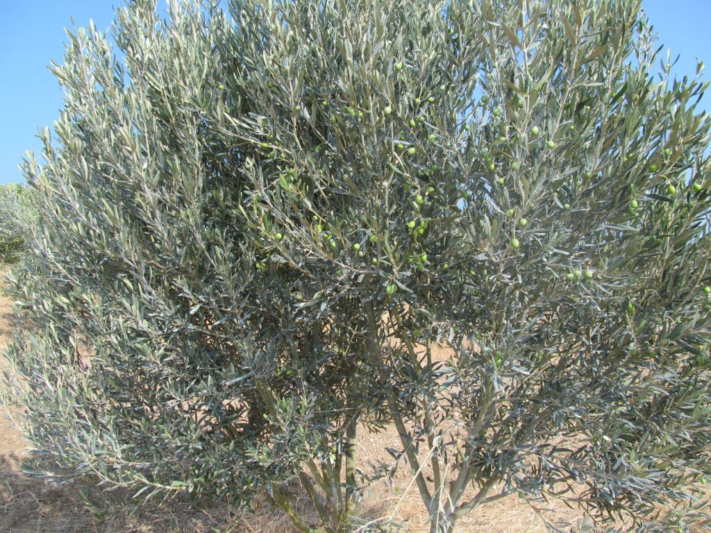 Zeytin ağaçlarına kaolin uygulanması