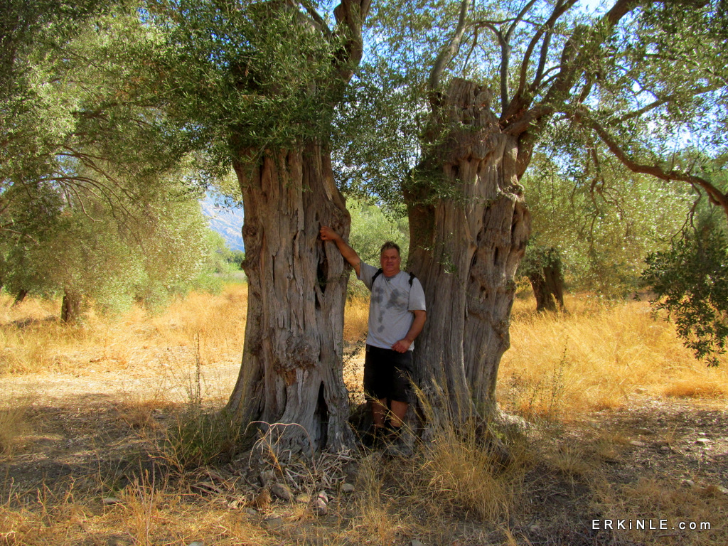 Bafa zeytin ağaçları