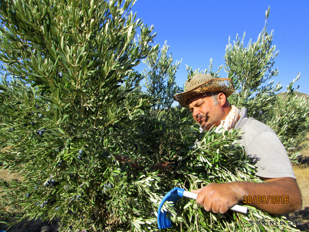 tarakla zeytin hasadı