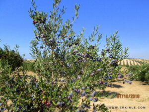 delice zeytin yada döllenmemiş zeytin