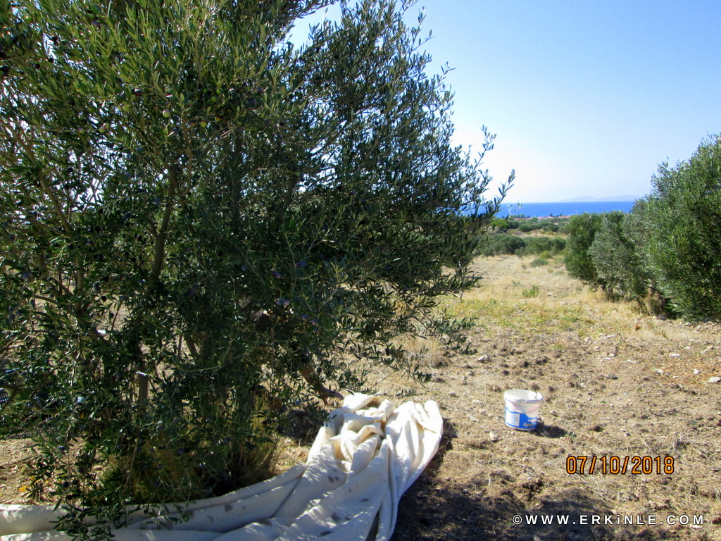 Zeytin hasadımız